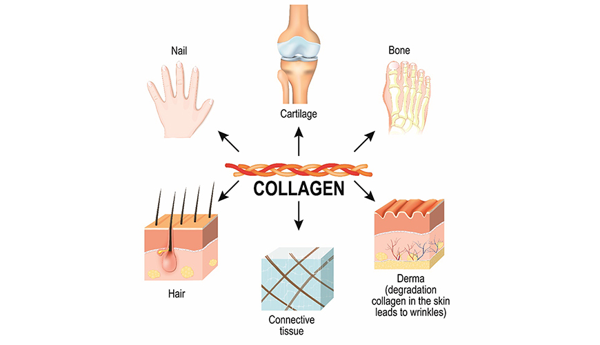 Collagen Vital Power Neden ve Kimler Tarafından Kullanılmalıdır?